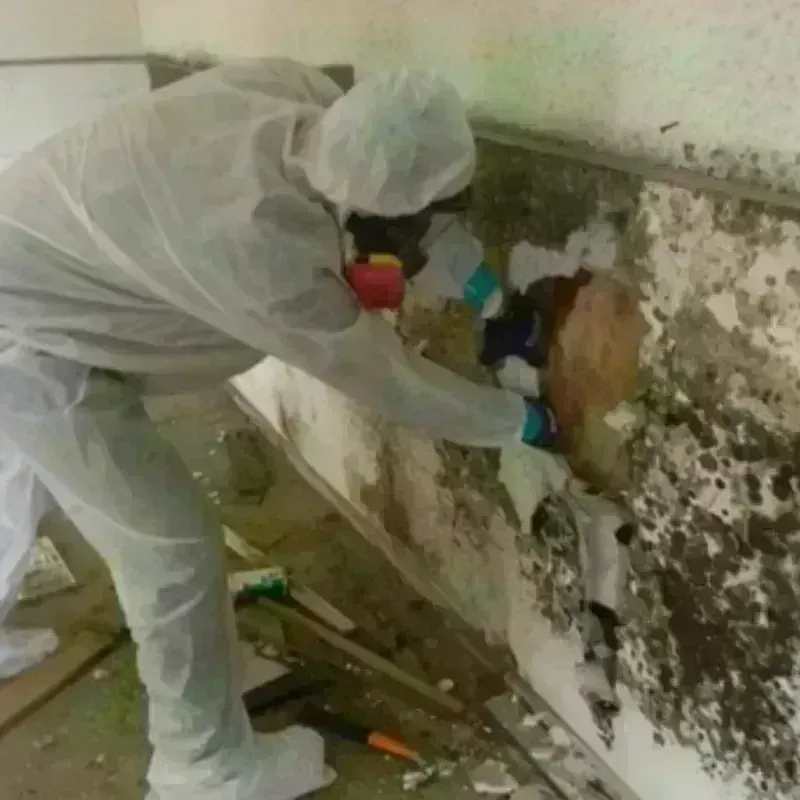 Mold Remediation and Removal in Sidney, IL